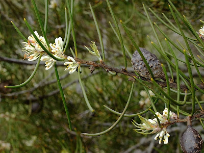 Mountain Needlebush, Hakea lissosperma, Mount Wellington - 30th October 2010