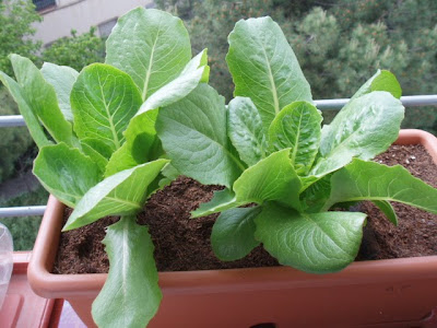 LECHUGA ROMANA