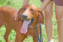 Redford ~ Male Redbone Coonhound~ Adotped~ 8-9-10~ Hillsboro, OH ~ Adopt A Dog On Death Row!!!!