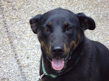 Max  Lab/Shepherd Mix~ St Clairsville, OH~ Adopted 2-5-11