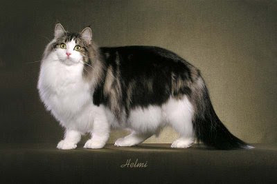 norwegian-forest-venus1.jpg