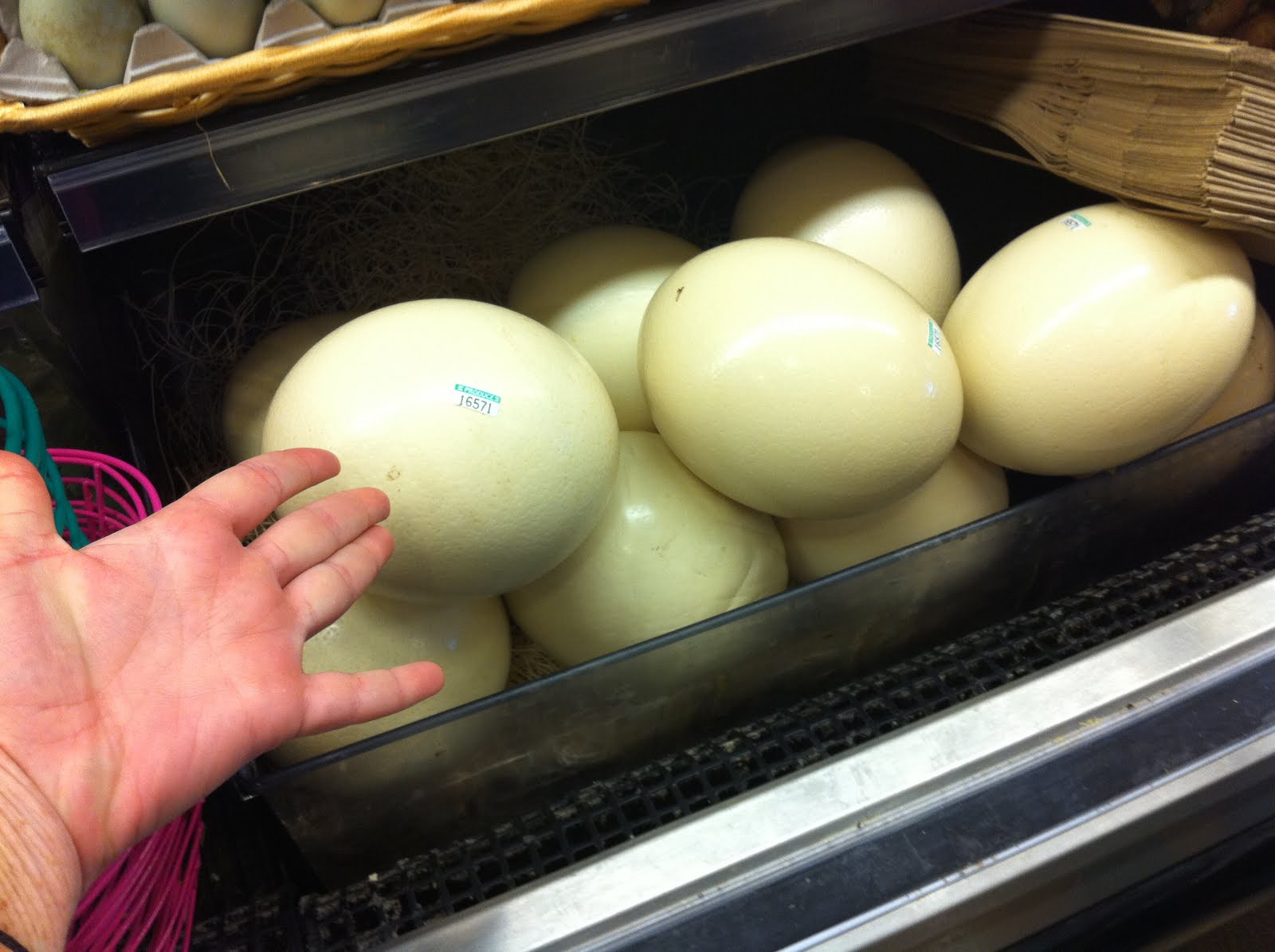Who's buying the Ostrich Eggs? The Red Accordion Diaries