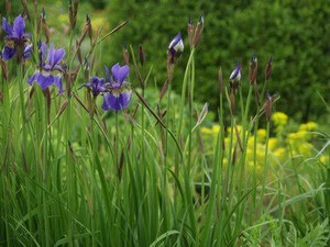 Iris sibirica - sibiriris
