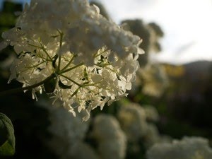 Hydrangea arborescens 'Annabell' - vierhortensia