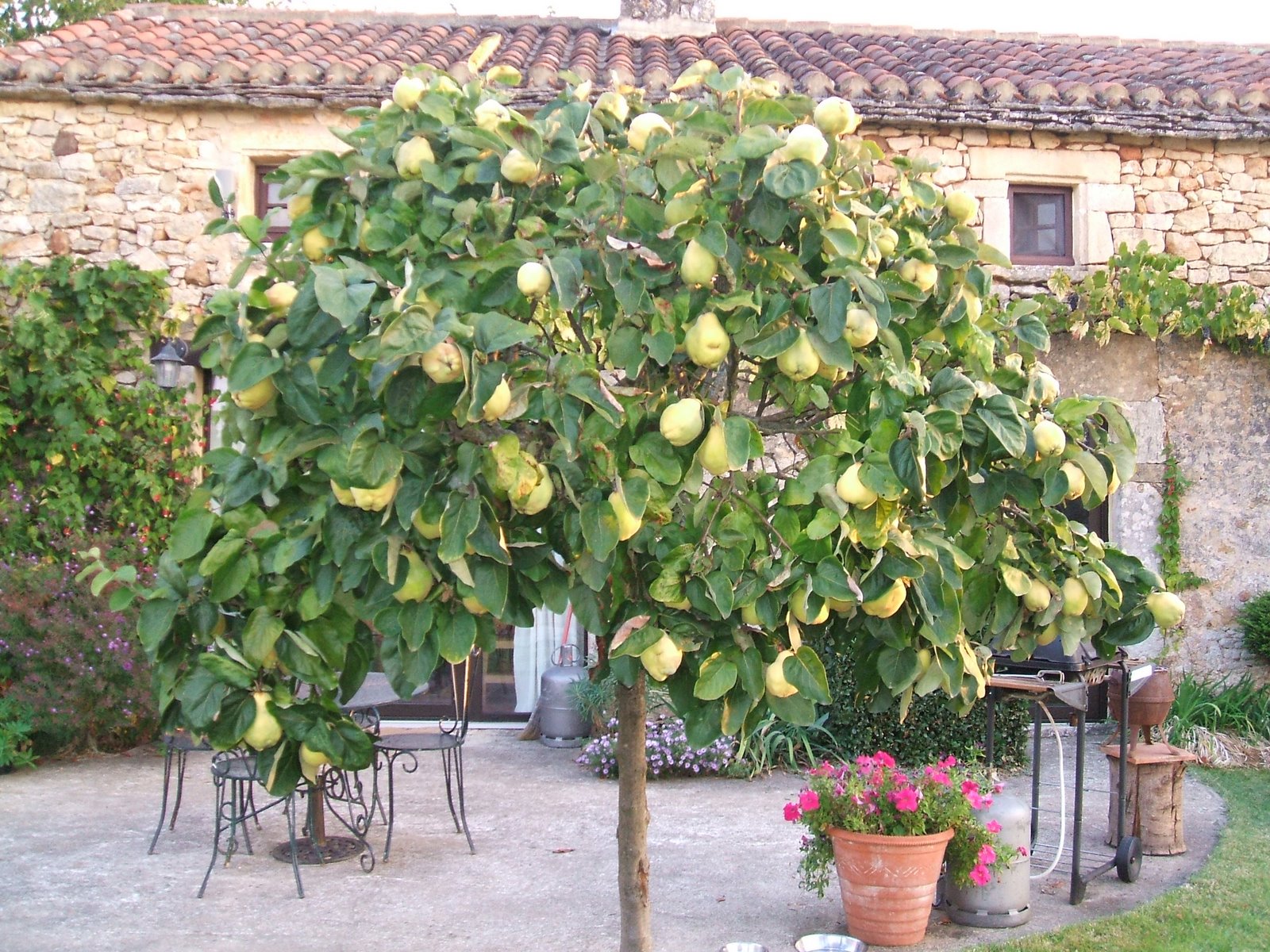 Magnon's Meanderings Quinces Anyone?