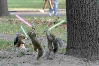 Dark Jedi Squirrels