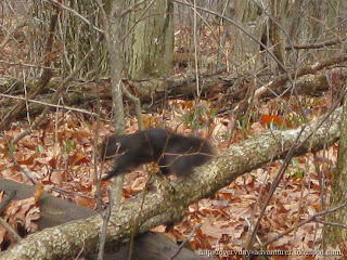 Black Squirrel