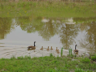 goose family, geese and goslings