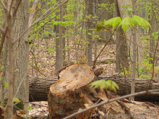 chipmunk