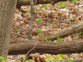 chipmunk