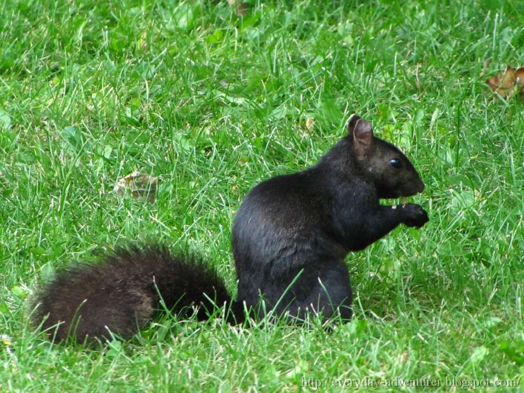 The Everyday Adventurer My Best Black Squirrel Photos Ever