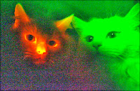 glowing cats