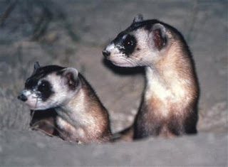 Black-footed ferets