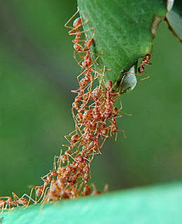 Intelligent Swarm of Ants