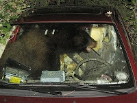 AP photo of bear trapped in car