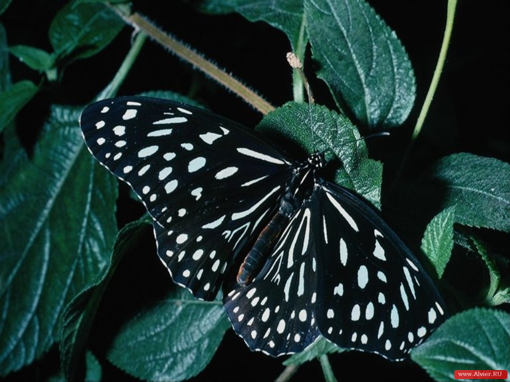 Черные бабочки 1. Бабочка черная. Бабочка белая. Бабочка черная с белыми пятнами. Черный мотылек с белыми пятнами.