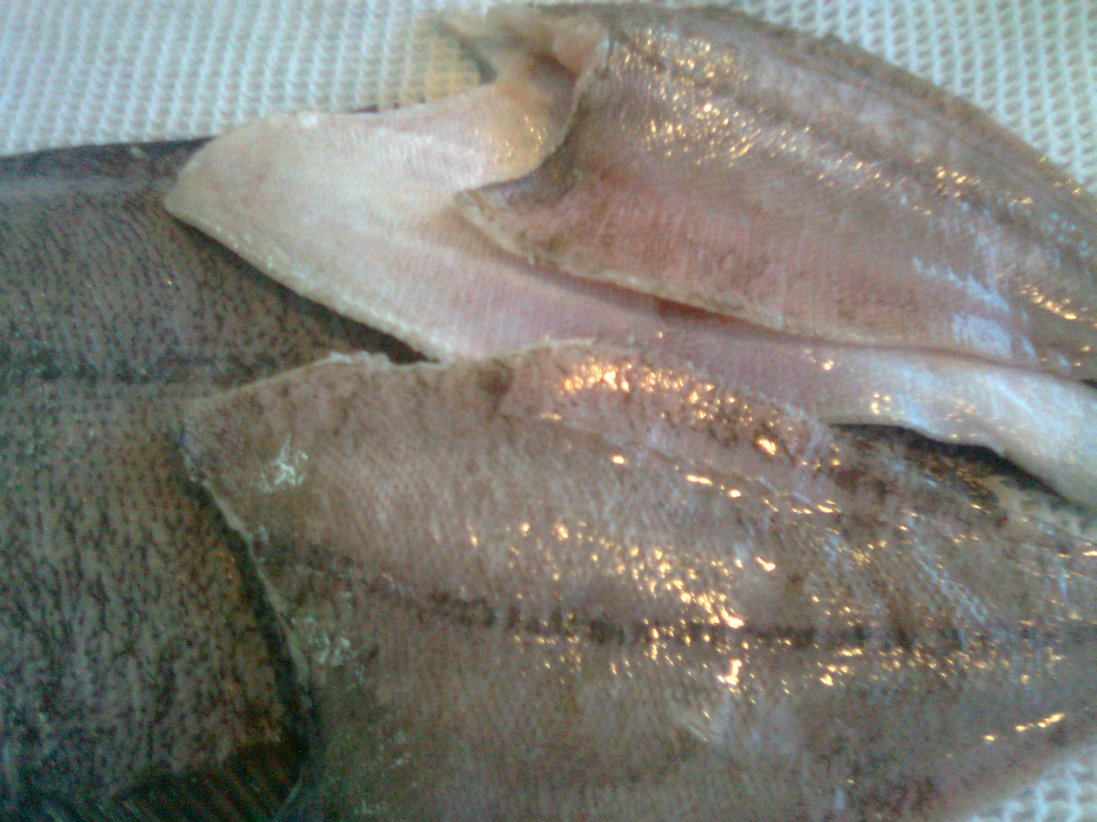 Carnes y Carnes PECES
