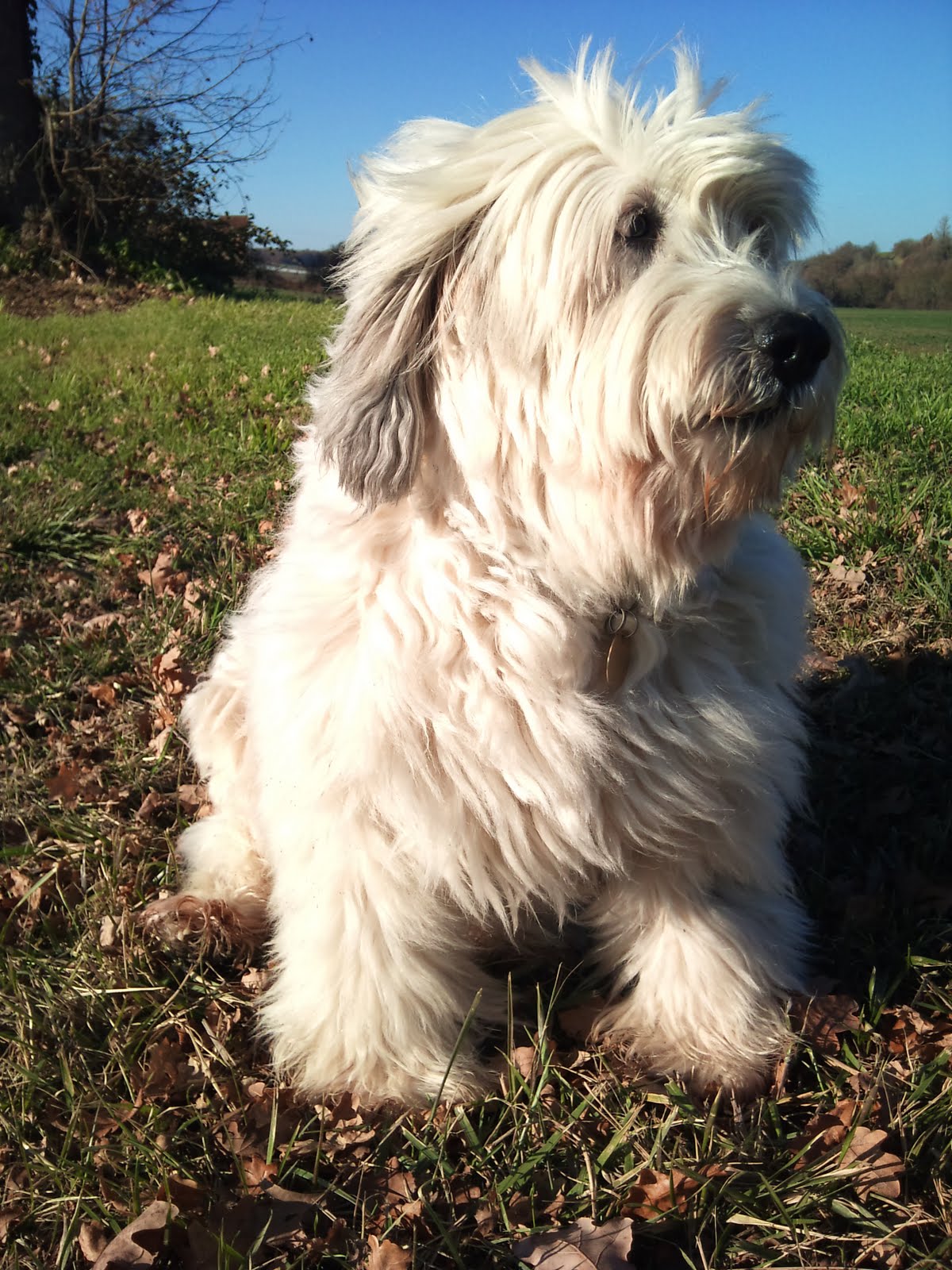 Wilf the PON discovers France.: Normal service resumed.
