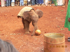 Elephant Orphanage #2