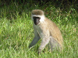 Mara Monkey