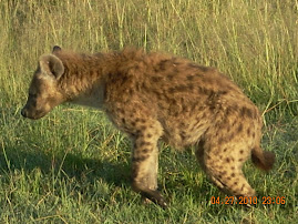 Mara Hyena