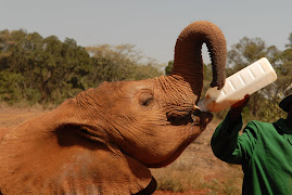 Baby Elephant Orphanage
