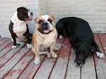 The Dogs