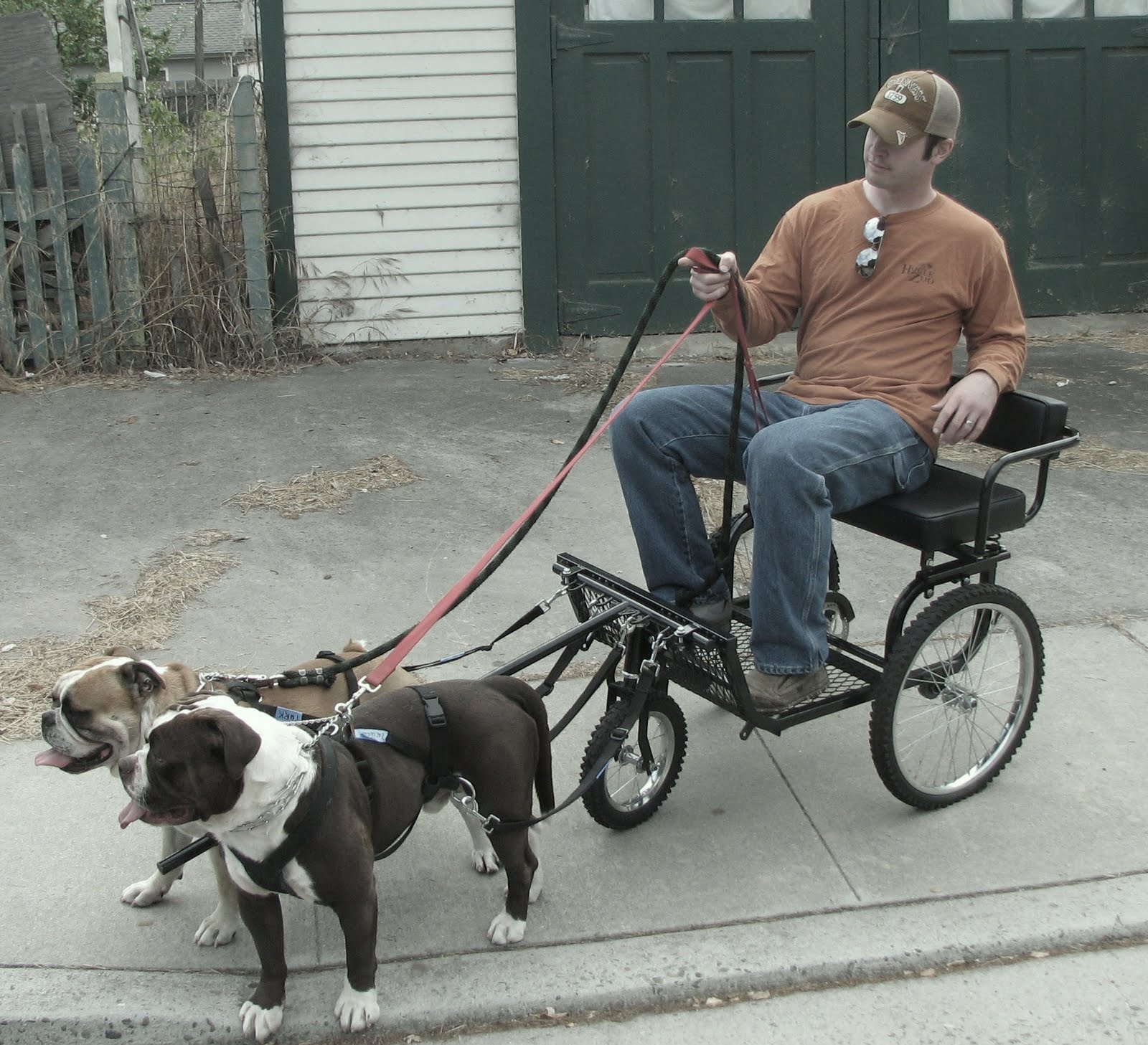 Life at the Curtis Family Zoo The Dog Cart