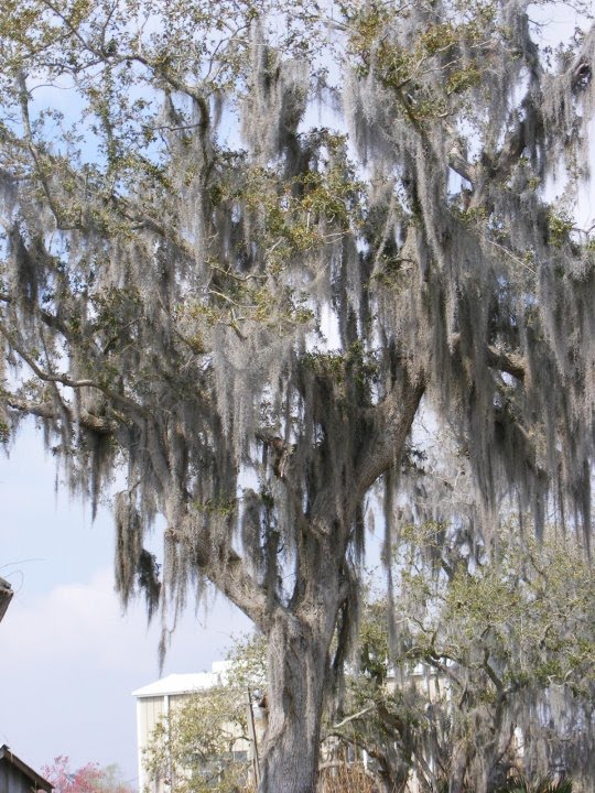 tree in Bayou Gauche