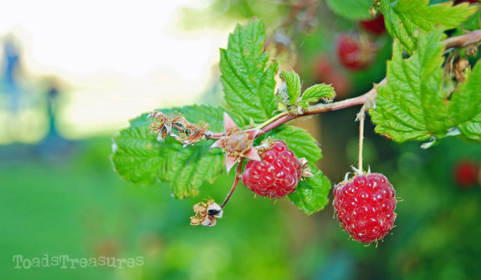 Toad's Treasures Lifestyle Family Blog by Emily Ashby: Back with the ...