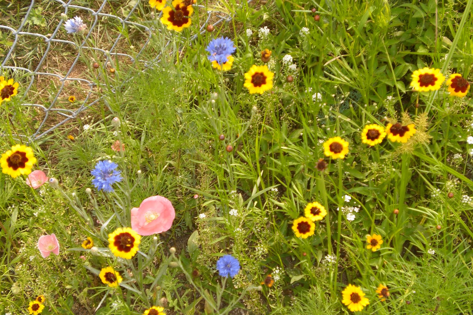 gardening in the boroughs of nyc Wildflower Galore!