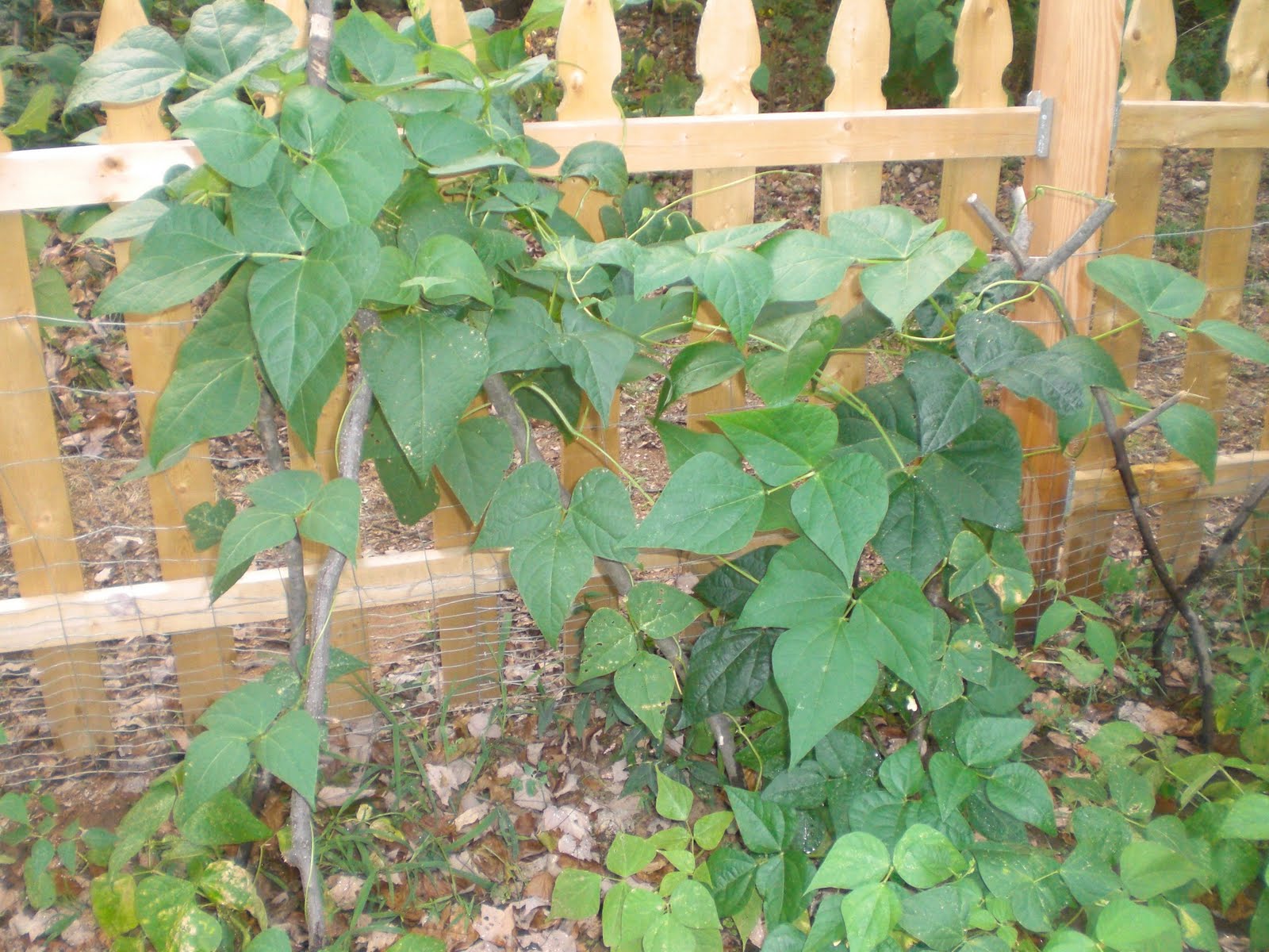 gardening in the boroughs of nyc Pole bean plant is
