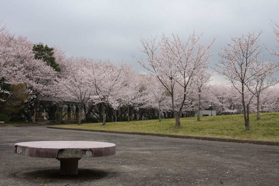 Life With A Camera 西尾市 八ツ面山公園の桜