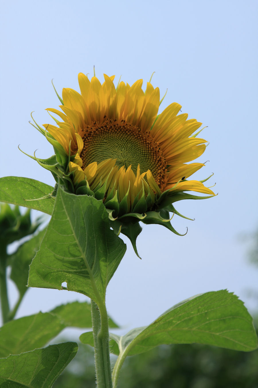 Life With A Camera 南知多町 花ひろばのひまわり畑 2