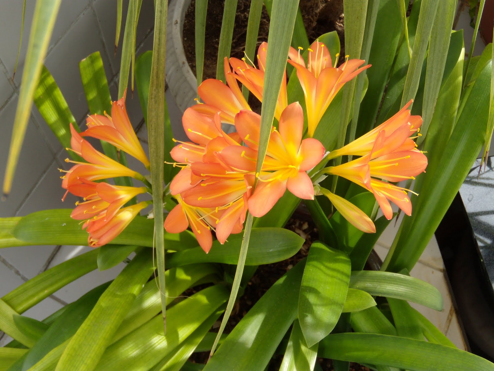 Life thru my Lens - A 365-day Project?: Day 93 - Pretty flowers........