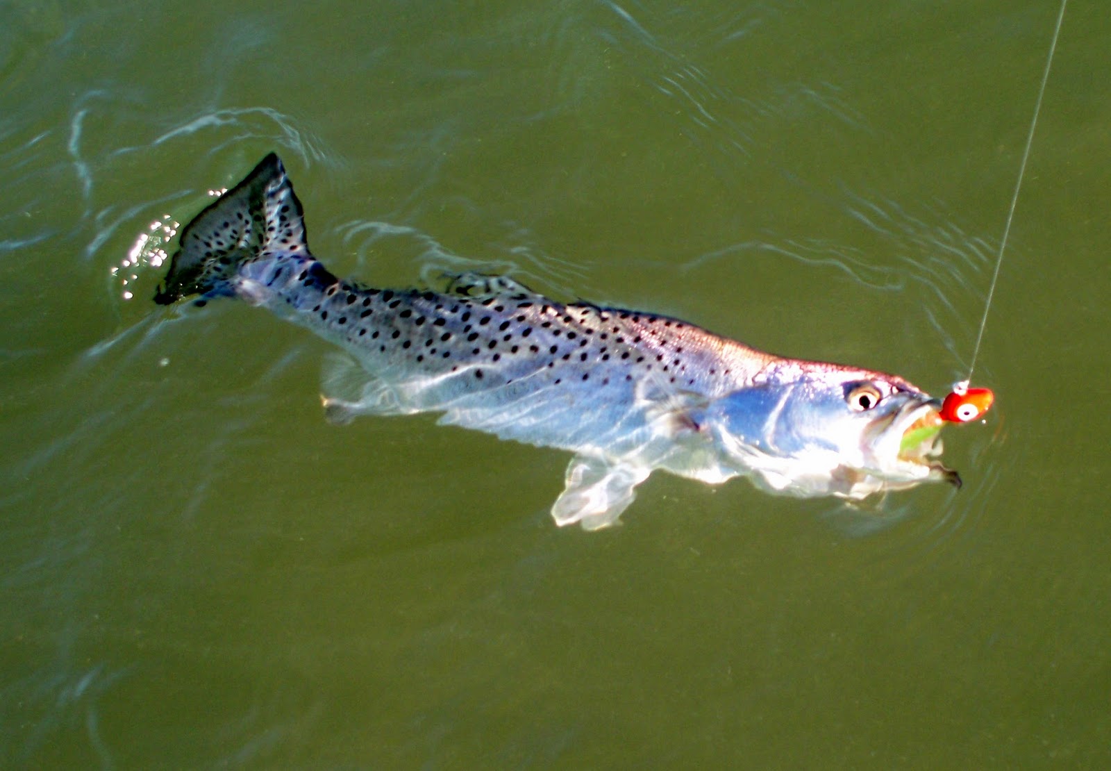 Top Water Charters Fishing Reports and News Beaufort Morehead City