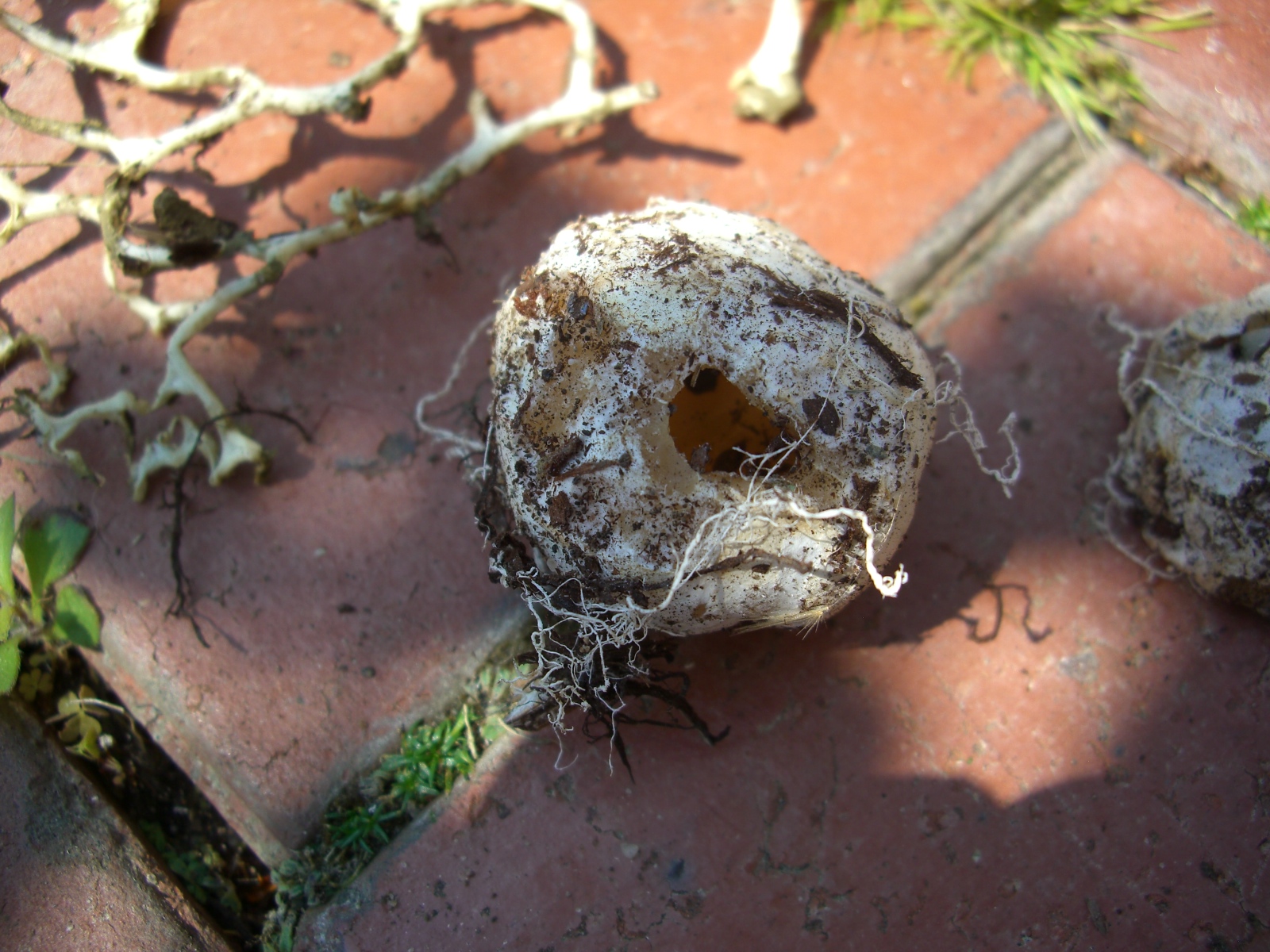 SEMI EXPAT IN OZ Snake eggs in the garden beds!
