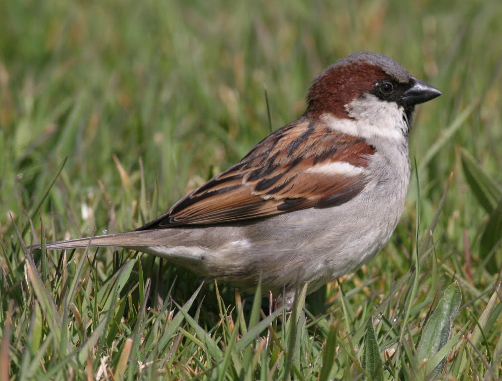 Islay Natural History Trust: House Sparrows