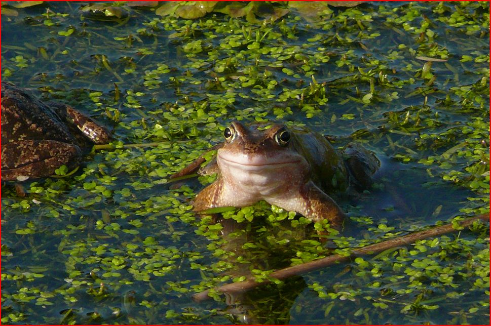Islay Natural History Trust: Wildlife Photography Competition