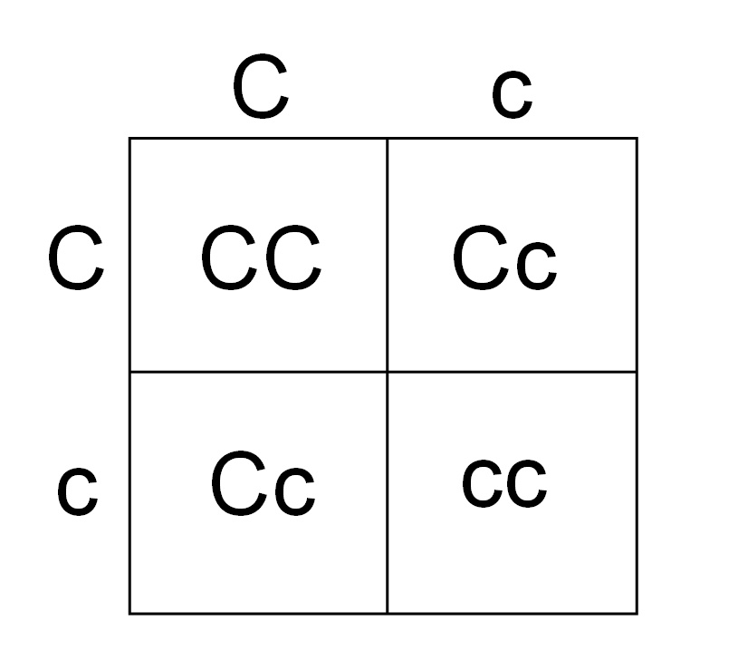 boiled pizza bp's science with Squares (v.1)