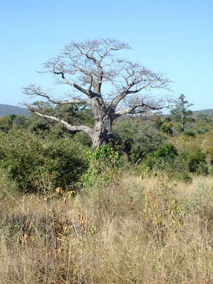 Drzewo Baobab w Północnym Parku Krugera