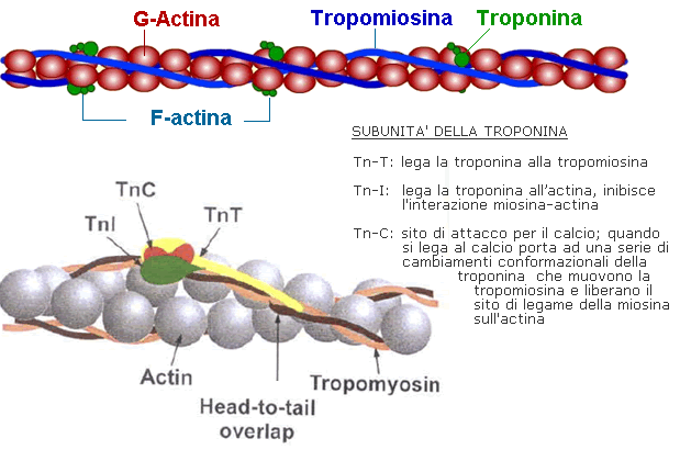 Fisiología del Ejercicio: Sarcómero y Proteínas Contráctiles