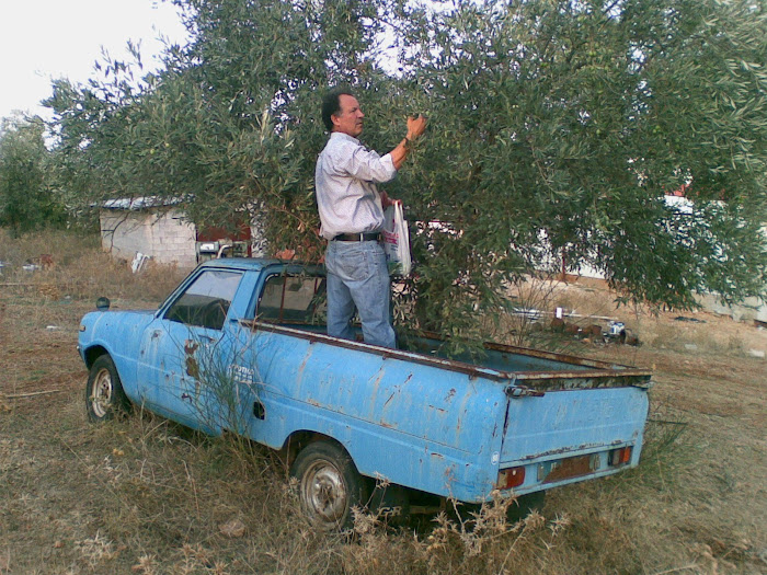 Ανθρωποι [ μαζευοντας ελιες , στο Γαλατα ] Μαχαιρα Ακαρνανιας