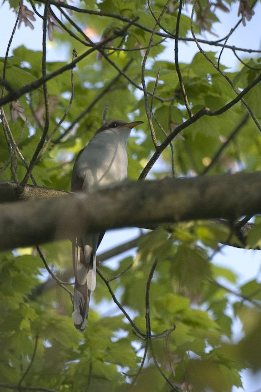 [129_YellowBilledCuckoo_01.jpg]