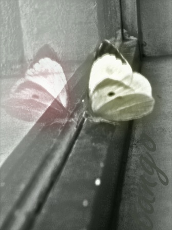 [butterfly+effect.JPG]