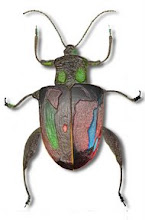 Escarabajo