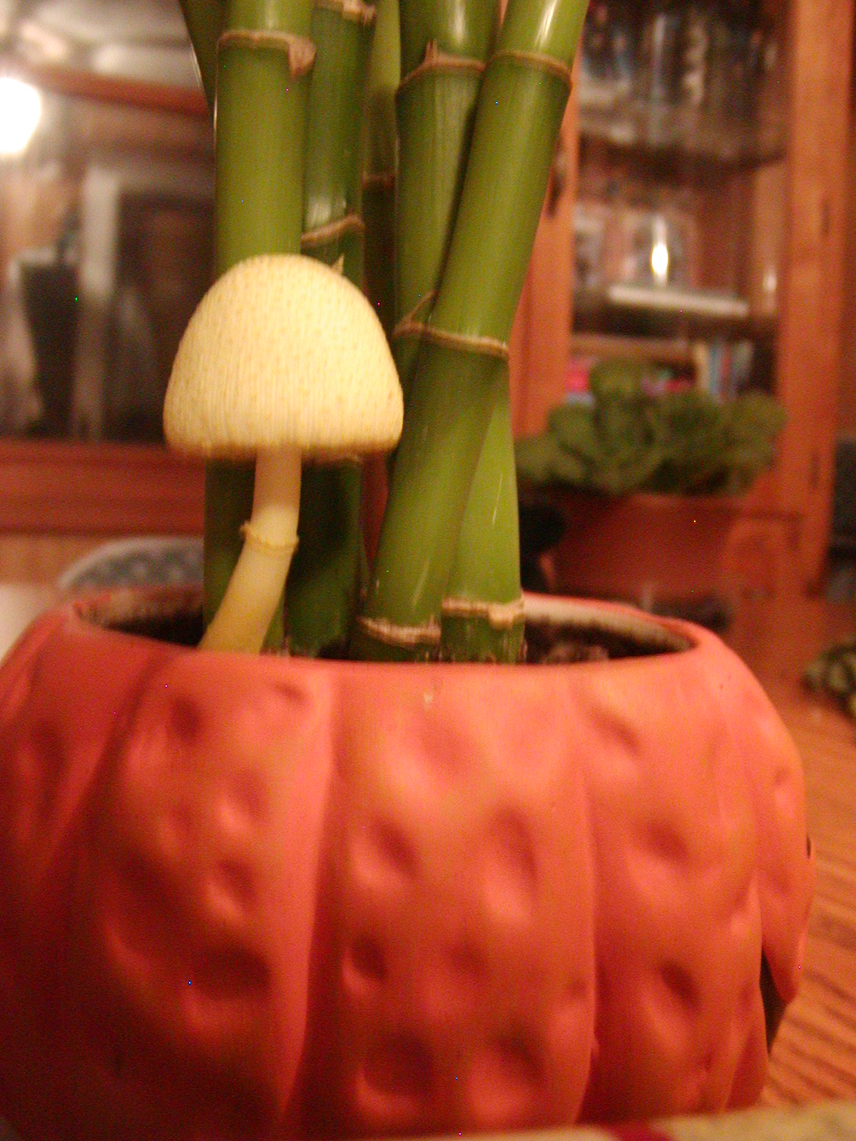 Houseplant Care Guides: The Yellow Houseplant Mushroom...Eww!