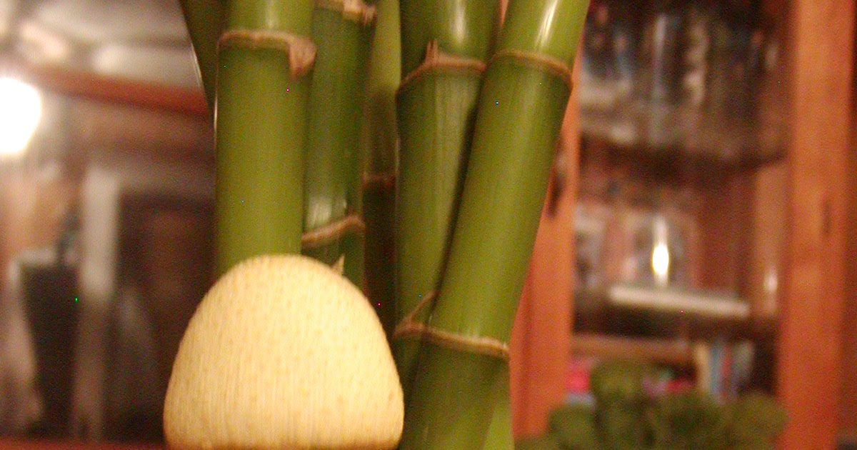 Houseplant Care Guides: The Yellow Houseplant Mushroom...Eww!