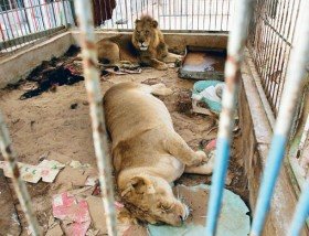 [26_rg_gaza_zoo07_4.jpg]