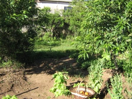 [pátio+frutíferas.jpg]